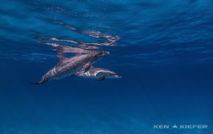 Spotted Dolphin mother and baby enjoying the pristine wat... by Ken Kiefer 